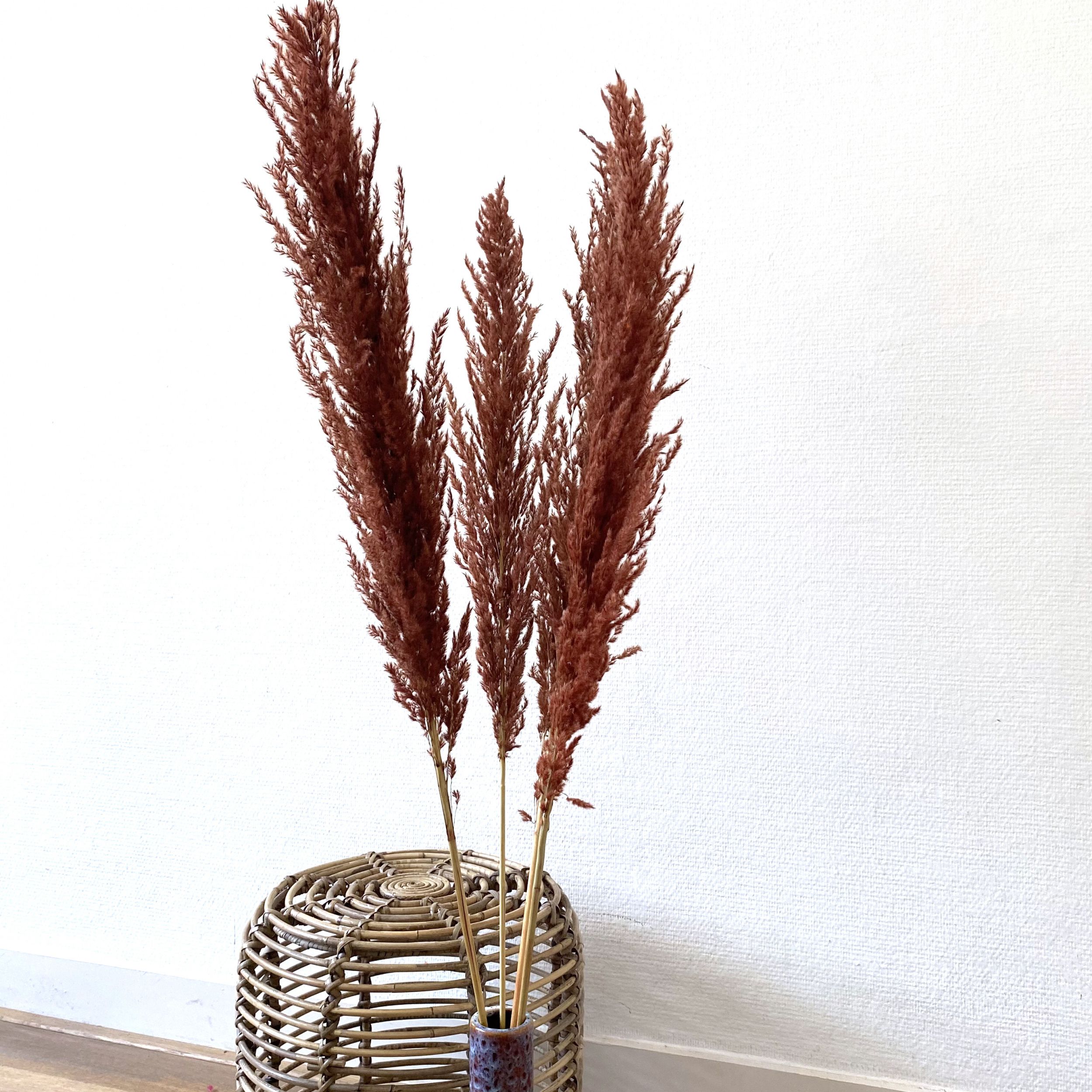 Fablcrew Pampasgras 25 St/ück Blumenstrau/ß zur Dekoration von Hochzeit getrocknetes Schilfgras 60 cm wei/ß Haus oder B/üro H/öhe: 60 cm