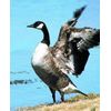 Afbeelding van Animal Essences Canada goose (Canadese gans)