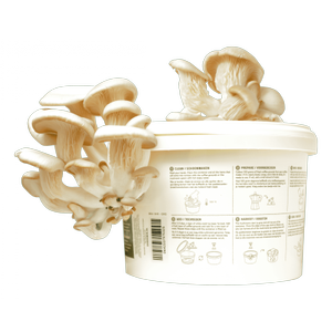 Foto van Shroomin Grow Kit
