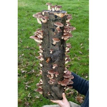 Foto van Shroomin Boomstam Shii-take mini