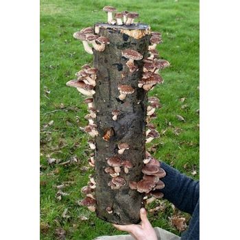 Foto van Shroomin Shii-take Boomstam (60 cm)